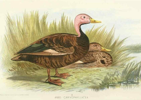 Reproducción/Reproduction 49785694601: Indian sporting birds /. London :Francis Edwards,1915.. 