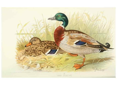 Reproducción/Reproduction 49785158763: Indian sporting birds /. London :Francis Edwards,1915.. 