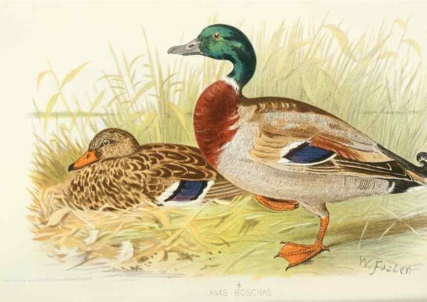 Reproducción/Reproduction 49785158763: Indian sporting birds /. London :Francis Edwards,1915.. 
