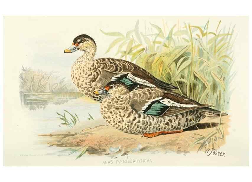 Reproducción/Reproduction 49785695806: Indian sporting birds /. London :Francis Edwards,1915.. 