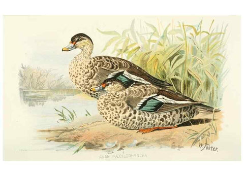 Reproducción/Reproduction 49785695806: Indian sporting birds /. London :Francis Edwards,1915.. 
