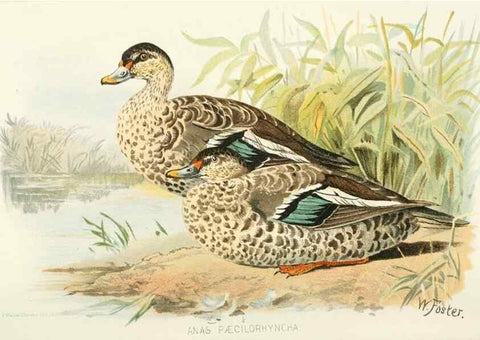 Reproducción/Reproduction 49785695806: Indian sporting birds /. London :Francis Edwards,1915.. 