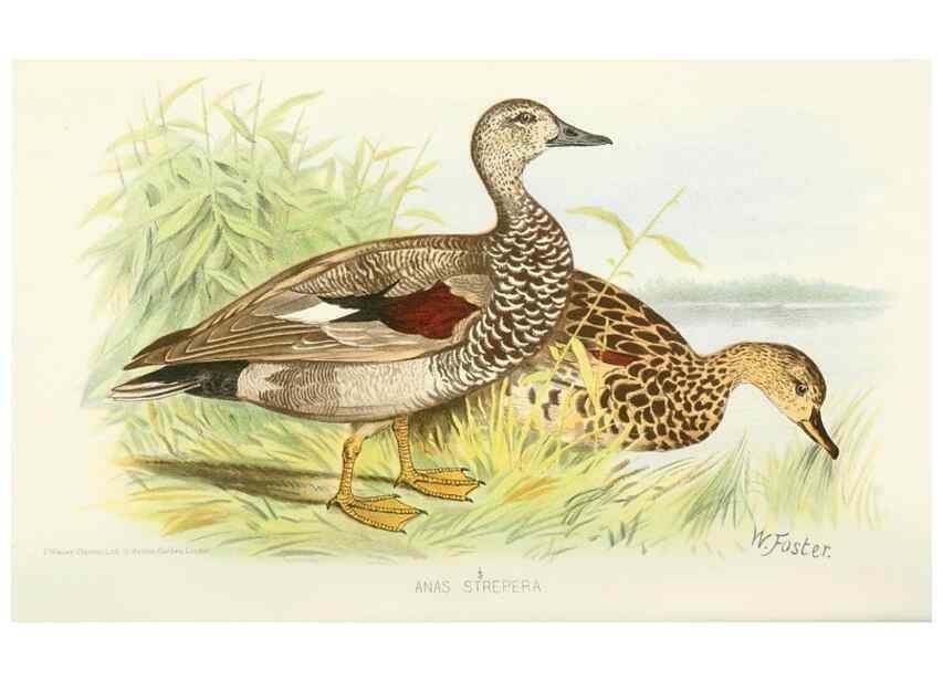 Reproducción/Reproduction 49785696486: Indian sporting birds /. London :Francis Edwards,1915.. 