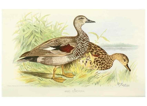 Reproducción/Reproduction 49785696486: Indian sporting birds /. London :Francis Edwards,1915.. 