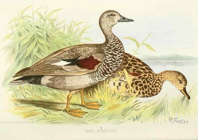Reproducción/Reproduction 49785696486: Indian sporting birds /. London :Francis Edwards,1915.. 