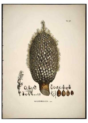 Reproducción/Reproduction 49785123538: Historia naturalis palmarum. Lipsiae: T.O. Weigel, [1823-50]. 