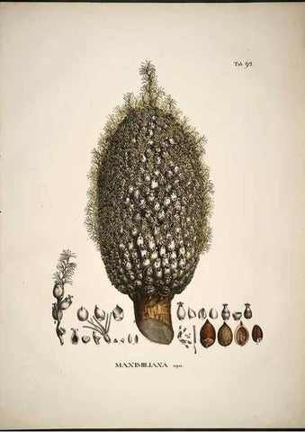 Reproducción/Reproduction 49785123538: Historia naturalis palmarum. Lipsiae: T.O. Weigel, [1823-50]. 