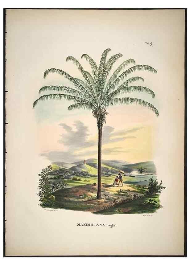 Reproducción/Reproduction 49785980802: Historia naturalis palmarum. Lipsiae: T.O. Weigel, [1823-50]. 