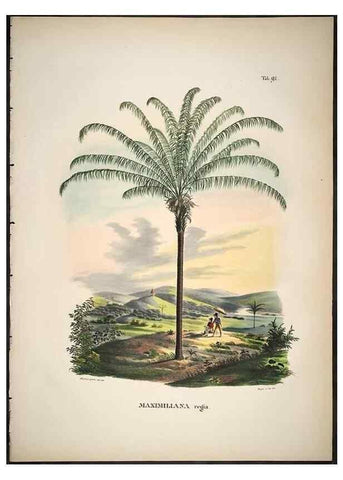 Reproducción/Reproduction 49785980802: Historia naturalis palmarum. Lipsiae: T.O. Weigel, [1823-50]. 