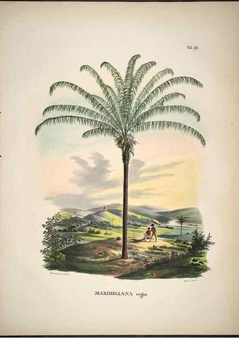 Reproducción/Reproduction 49785980802: Historia naturalis palmarum. Lipsiae: T.O. Weigel, [1823-50]. 