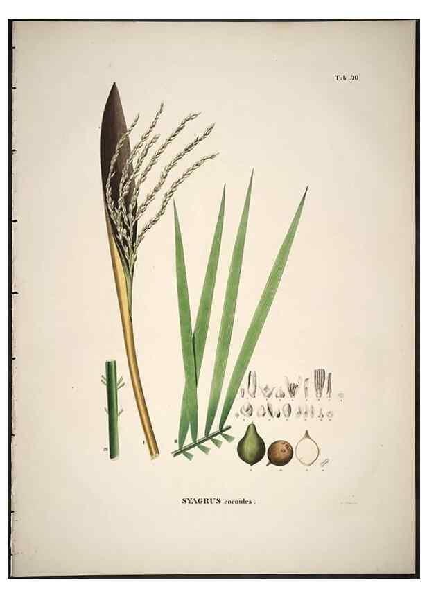 Reproducción/Reproduction 49785123088: Historia naturalis palmarum. Lipsiae: T.O. Weigel, [1823-50]. 