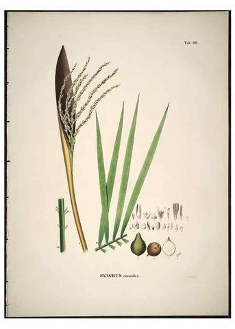 Reproducción/Reproduction 49785123088: Historia naturalis palmarum. Lipsiae: T.O. Weigel, [1823-50]. 