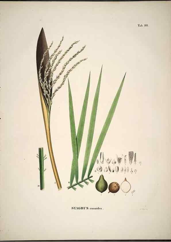 Reproducción/Reproduction 49785123088: Historia naturalis palmarum. Lipsiae: T.O. Weigel, [1823-50]. 