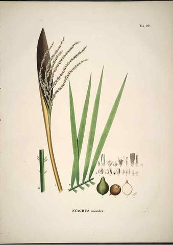 Reproducción/Reproduction 49785123088: Historia naturalis palmarum. Lipsiae: T.O. Weigel, [1823-50]. 