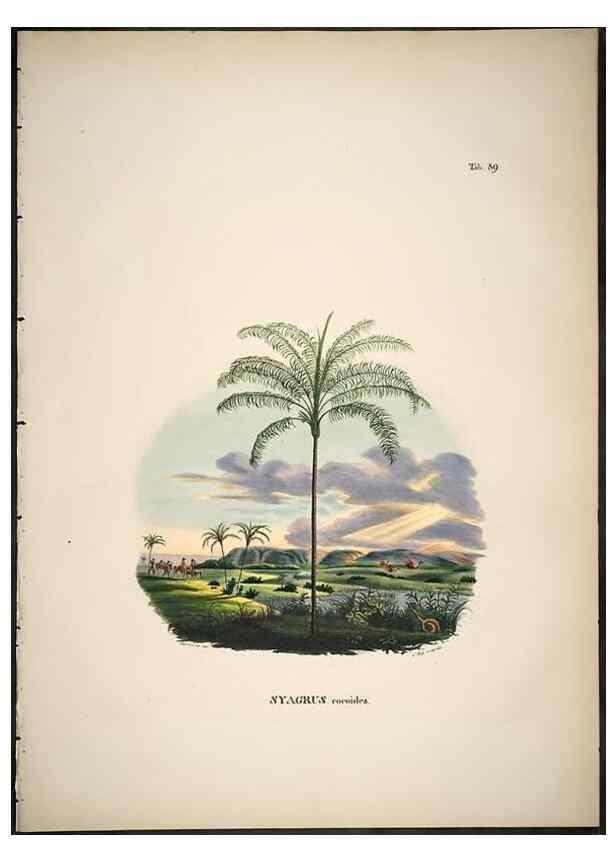 Reproducción/Reproduction 49785658196: Historia naturalis palmarum. Lipsiae: T.O. Weigel, [1823-50]. 