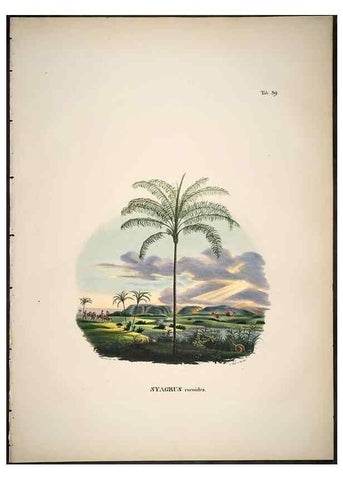 Reproducción/Reproduction 49785658196: Historia naturalis palmarum. Lipsiae: T.O. Weigel, [1823-50]. 