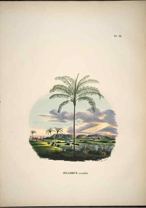 Reproducción/Reproduction 49785658196: Historia naturalis palmarum. Lipsiae: T.O. Weigel, [1823-50]. 