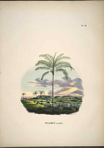 Reproducción/Reproduction 49785658196: Historia naturalis palmarum. Lipsiae: T.O. Weigel, [1823-50]. 