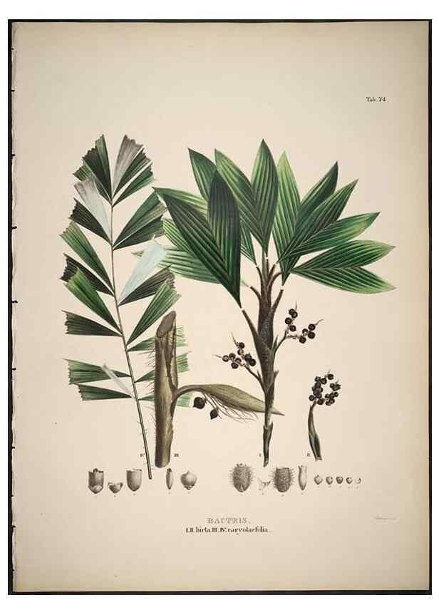 Reproducción/Reproduction 49785654936: Historia naturalis palmarum. Lipsiae: T.O. Weigel, [1823-50]. 