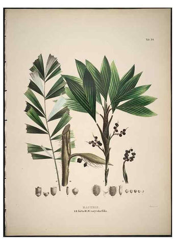 Reproducción/Reproduction 49785654936: Historia naturalis palmarum. Lipsiae: T.O. Weigel, [1823-50]. 