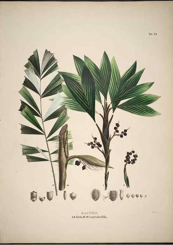 Reproducción/Reproduction 49785654936: Historia naturalis palmarum. Lipsiae: T.O. Weigel, [1823-50]. 