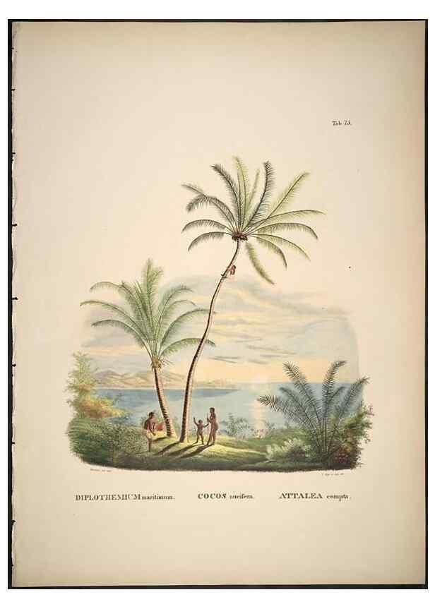 Reproducción/Reproduction 49785977622: Historia naturalis palmarum. Lipsiae: T.O. Weigel, [1823-50]. 