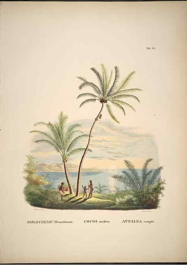 Reproducción/Reproduction 49785977622: Historia naturalis palmarum. Lipsiae: T.O. Weigel, [1823-50]. 