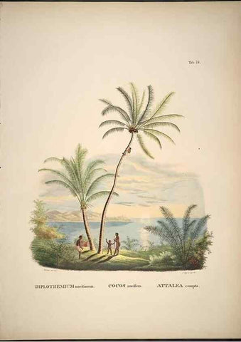 Reproducción/Reproduction 49785977622: Historia naturalis palmarum. Lipsiae: T.O. Weigel, [1823-50]. 