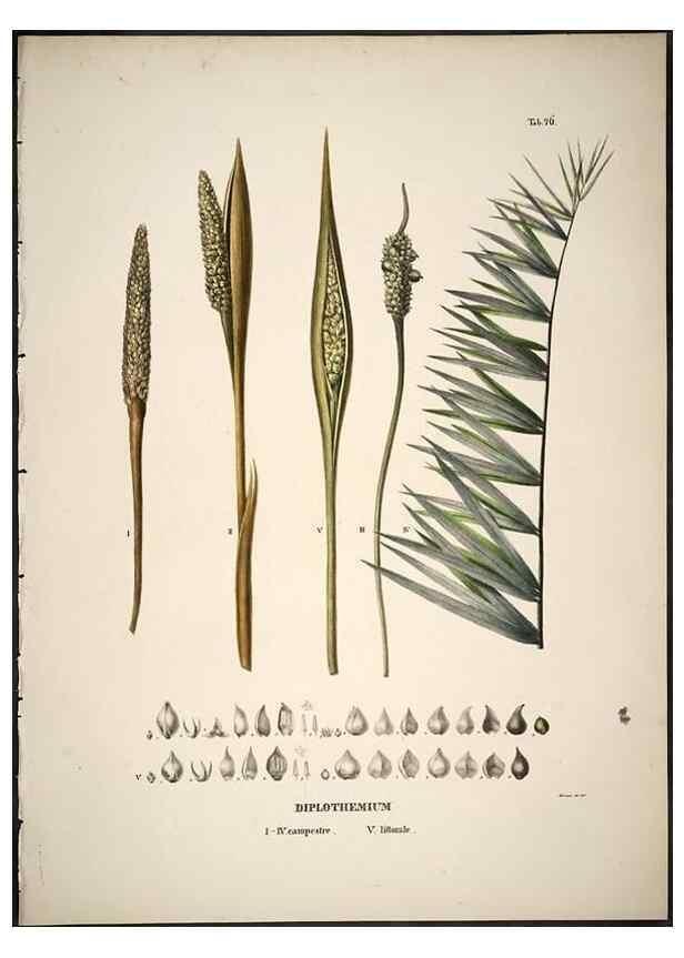 Reproducción/Reproduction 49785977802: Historia naturalis palmarum. Lipsiae: T.O. Weigel, [1823-50]. 
