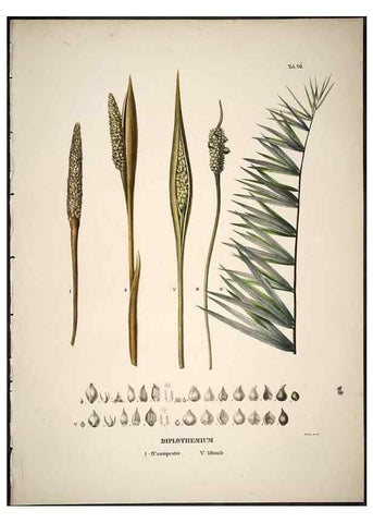 Reproducción/Reproduction 49785977802: Historia naturalis palmarum. Lipsiae: T.O. Weigel, [1823-50]. 