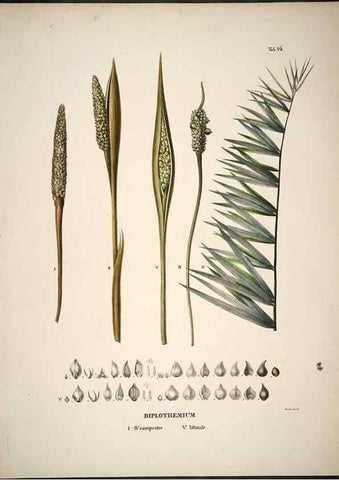 Reproducción/Reproduction 49785977802: Historia naturalis palmarum. Lipsiae: T.O. Weigel, [1823-50]. 