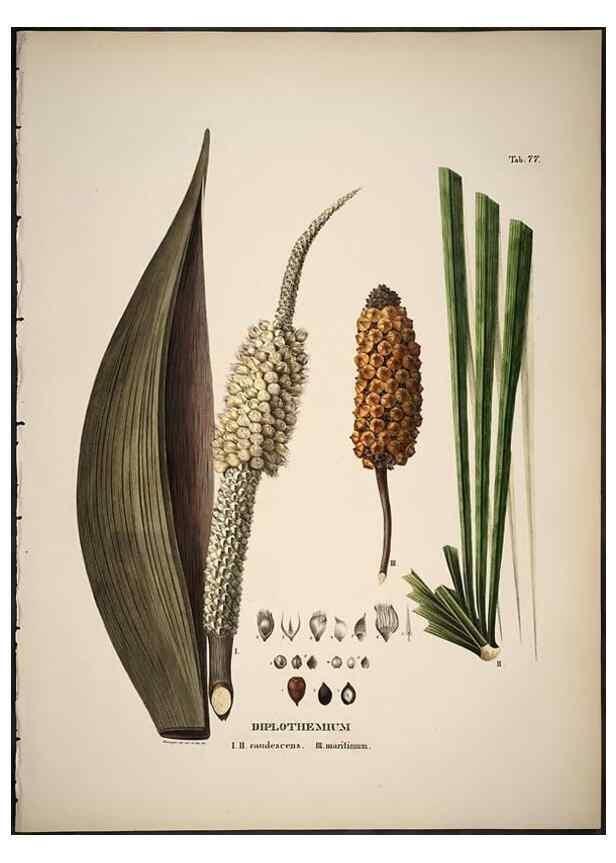 Reproducción/Reproduction 49785977952: Historia naturalis palmarum. Lipsiae: T.O. Weigel, [1823-50]. 
