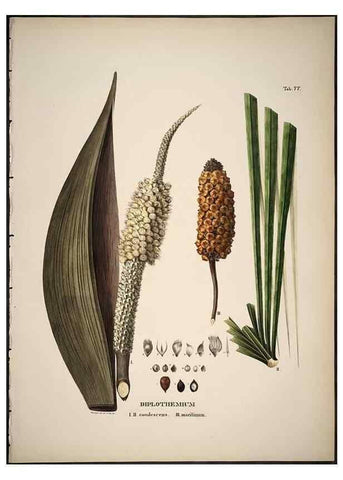 Reproducción/Reproduction 49785977952: Historia naturalis palmarum. Lipsiae: T.O. Weigel, [1823-50]. 