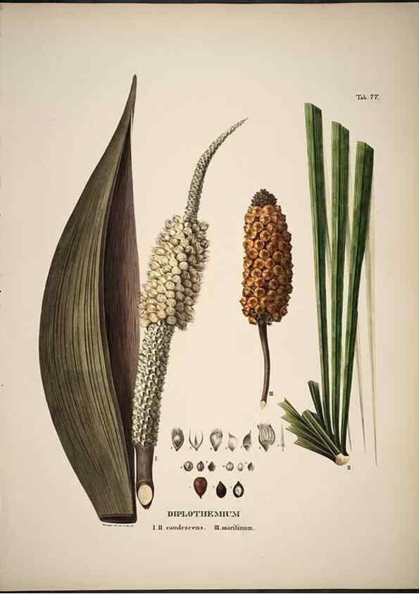 Reproducción/Reproduction 49785977952: Historia naturalis palmarum. Lipsiae: T.O. Weigel, [1823-50]. 