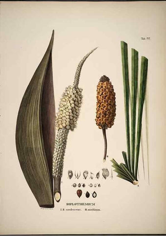 Reproducción/Reproduction 49785977952: Historia naturalis palmarum. Lipsiae: T.O. Weigel, [1823-50]. 
