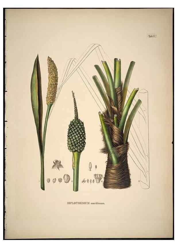 Reproducción/Reproduction 49785978162: Historia naturalis palmarum. Lipsiae: T.O. Weigel, [1823-50]. 