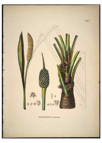 Reproducción/Reproduction 49785978162: Historia naturalis palmarum. Lipsiae: T.O. Weigel, [1823-50]. 