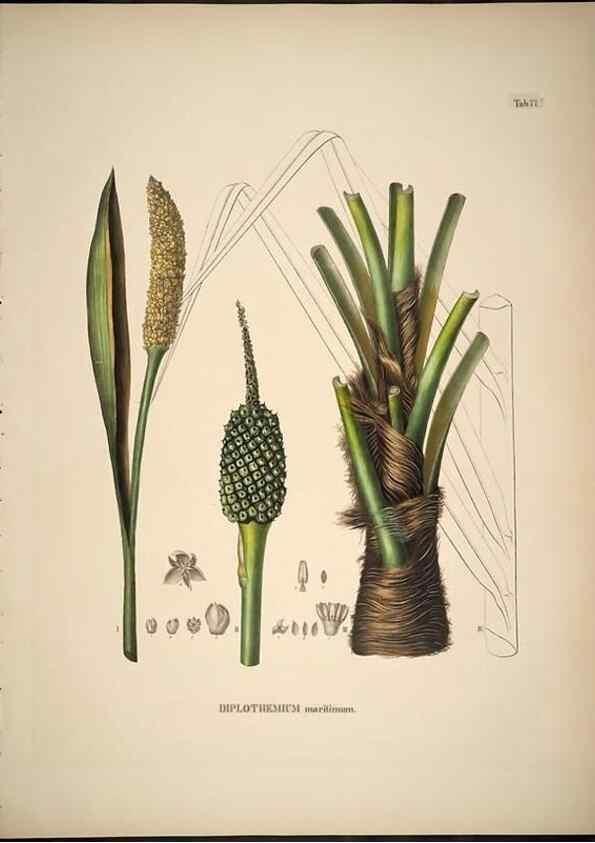 Reproducción/Reproduction 49785978162: Historia naturalis palmarum. Lipsiae: T.O. Weigel, [1823-50]. 