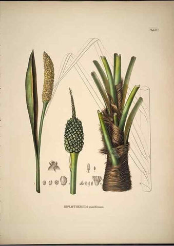 Reproducción/Reproduction 49785978162: Historia naturalis palmarum. Lipsiae: T.O. Weigel, [1823-50]. 
