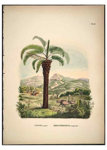 Reproducción/Reproduction 49785120663: Historia naturalis palmarum. Lipsiae: T.O. Weigel, [1823-50]. 