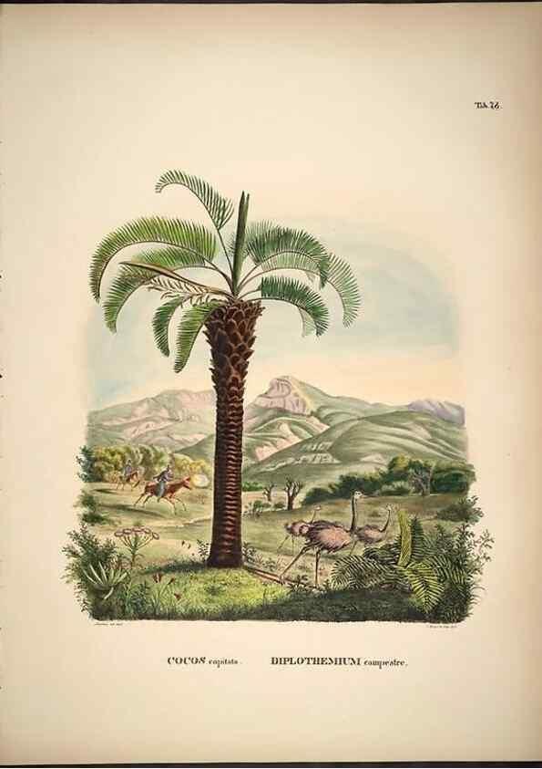 Reproducción/Reproduction 49785120663: Historia naturalis palmarum. Lipsiae: T.O. Weigel, [1823-50]. 