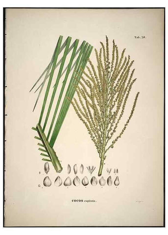 Reproducción/Reproduction 49785120873: Historia naturalis palmarum. Lipsiae: T.O. Weigel, [1823-50]. 