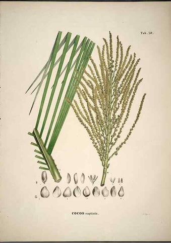 Reproducción/Reproduction 49785120873: Historia naturalis palmarum. Lipsiae: T.O. Weigel, [1823-50]. 
