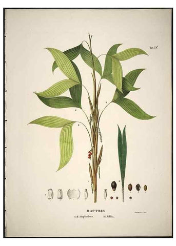 Reproducción/Reproduction 49785119163: Historia naturalis palmarum. Lipsiae: T.O. Weigel, [1823-50]. 