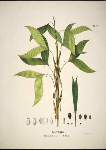 Reproducción/Reproduction 49785119163: Historia naturalis palmarum. Lipsiae: T.O. Weigel, [1823-50]. 