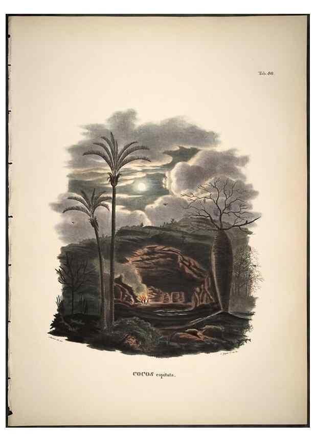 Reproducción/Reproduction 49785978697: Historia naturalis palmarum. Lipsiae: T.O. Weigel, [1823-50]. 