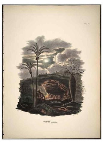 Reproducción/Reproduction 49785978697: Historia naturalis palmarum. Lipsiae: T.O. Weigel, [1823-50]. 