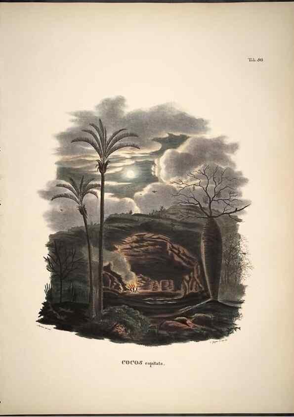 Reproducción/Reproduction 49785978697: Historia naturalis palmarum. Lipsiae: T.O. Weigel, [1823-50]. 