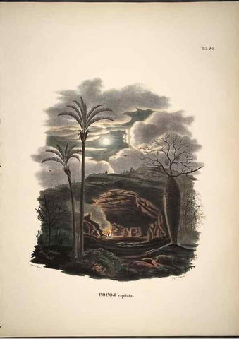 Reproducción/Reproduction 49785978697: Historia naturalis palmarum. Lipsiae: T.O. Weigel, [1823-50]. 