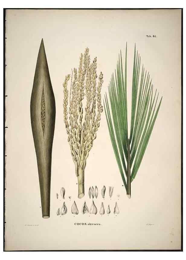 Reproducción/Reproduction 49785121453: Historia naturalis palmarum. Lipsiae: T.O. Weigel, [1823-50]. 